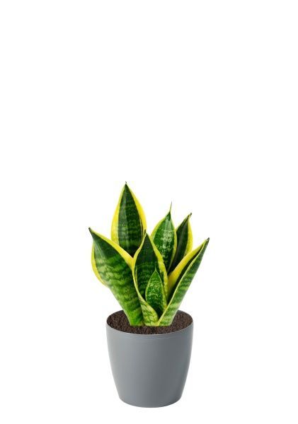 Сансевиерия Зейланика 12/40 см в LAMELA MAGNOLIA fi 135