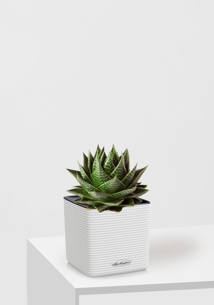 Алоэ Космо 10/20 см в CUBE Color 14