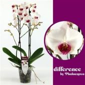 Фаленопсис 2 ствола Red Lip 14+ (phalaenova) d12 см h70 см