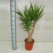 Юкка Puck Branched d21 см 70 см Юкка Puck Branched d21 см 70 см