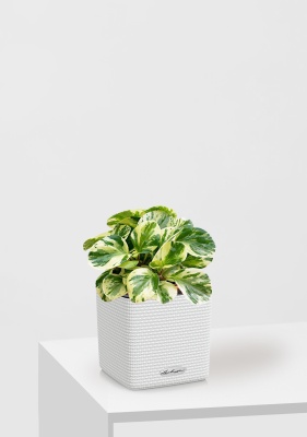 Пеперомия Биколор в CUBE COLOR 14, белый Пеперомия Биколор в CUBE COLOR 14, белый