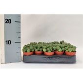 Эуфорбия d5.5 см h7.5 см Эуфорбия d5.5 см h7.5 см