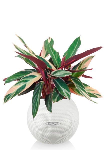 Строманта 12/40 см в PURO 20