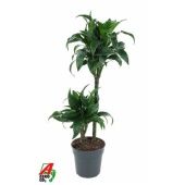 Драцена Татуада 2 ствола d19 см h90 см