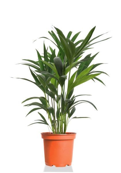 Ховея Кентия 17/90 см