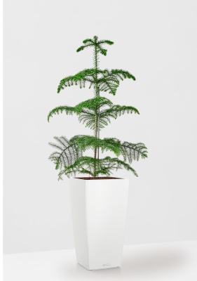 Араукария гетерофилла 24/110 в CUBICO COLOR 30