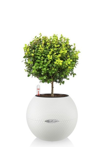 Мирсина в PURO 20