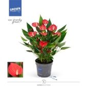 Антуриум Андрианум Карма красный d12 см h43 см тип 2