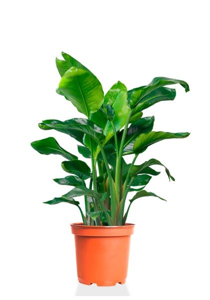 Стрелиция Николай 26/110 см