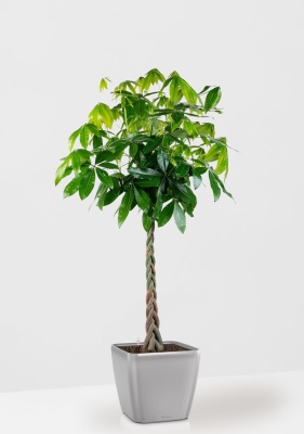 Пахира Акватика 30/170 см в QUADRO LS 43, серебристый металлик