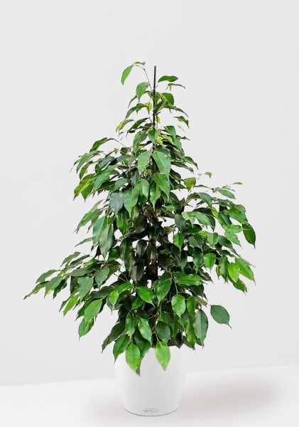 Фикус Бенджамина Экзотика 27/150 см в CLASSICO COLOR 35 Фикус Бенджамина Экзотика 27/150 см в CLASSICO COLOR 35