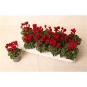 Цикламен Wine Red d9 см h12.5 см Цикламен Wine Red d9 см h12.5 см