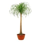 Нолина 1 ствол d30 см h120 см Нолина 1 ствол d30 см h120 см