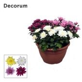 Хризантема Грандеза Карнавал d25 см h25 см