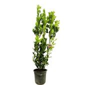 Лавр Нобилис d27 см h150 см