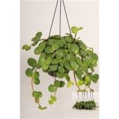 Пеперомия Хоуп d14 см h20 см