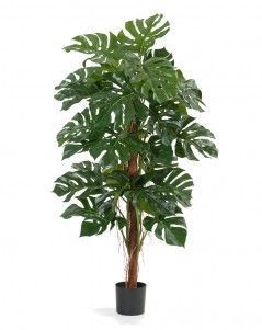 Монстера на стволе