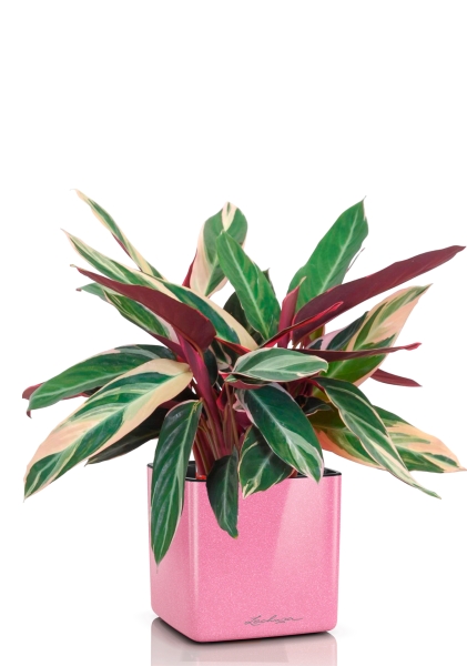 Строманта 12/40 см в CUBE GLOSSY KISS 14 Строманта 12/40 см в CUBE GLOSSY KISS 14