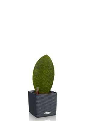 Сансевиерия Масониана Виктория 12/40 см в CUBE COLOR 14, серый