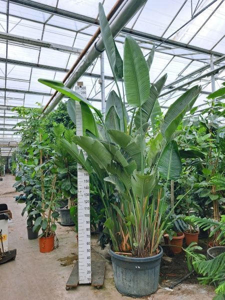 Стрелиция Николай 75/300 см