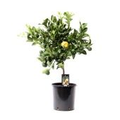 Цитрус Пурша d22 см h85 см Цитрус Пурша d22 см h85 см