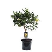 Цитрус Юдзу d22 см h85 см Цитрус Юдзу d22 см h85 см