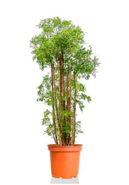 Полисциас Ming Branched d31 см h130 см Полисциас Ming Branched d31 см h130 см