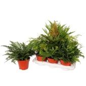 Папоротники микс d17 см h50 см Папоротники микс d17 см h50 см