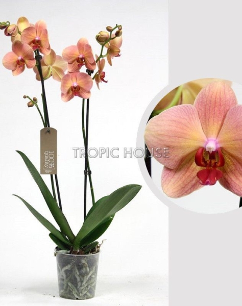 Орхидея Фаленопсис оранжевая 12/60 см