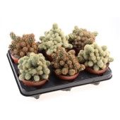 Кактус маммилярия Элонгата удлиненная d12 см h20 см