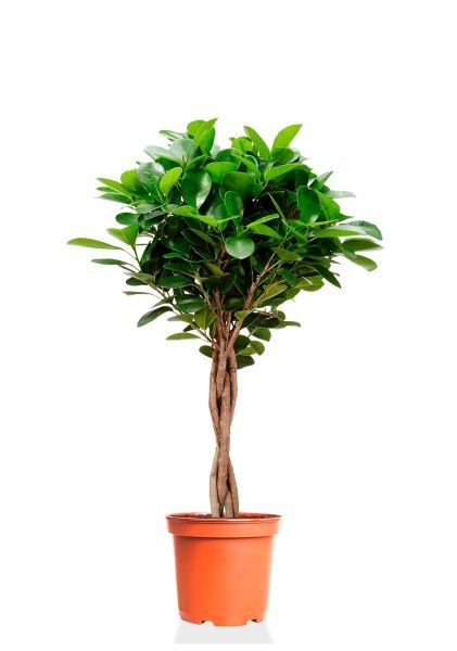 Фикус Моклейм 21/90 см