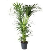 Ховея Форстериана d27 см h160 см тип 3