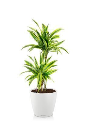 Драцена Лемон Лайм 2 ствола 19/90 см в CLASSICO COLOR 28, белый Драцена Лемон Лайм 2 ствола 19/90 см в CLASSICO COLOR 28, белый