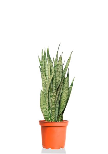 Сансевиерия Зейланика 21/70 см