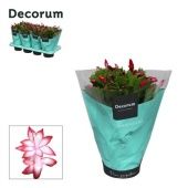 Шлюмбергера (декабрист) Red (decorum) d13 см h27.5 см