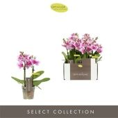 Фаленопсис Mini Kris 2st d7 см h25 см Фаленопсис Mini Kris 2st d7 см h25 см