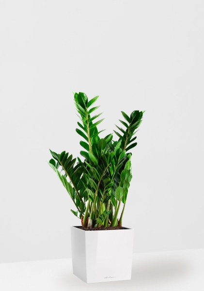 Замиокулькас 21/80 см в CUBE 30 Замиокулькас 21/80 см в CUBE 30