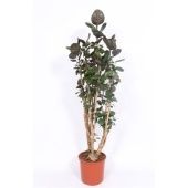 Полисциас Фабиан d34 см h180 см