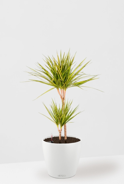 Драцена Маргината Санрей 2 ствола 17/70 см CLASSICO COLOR 21