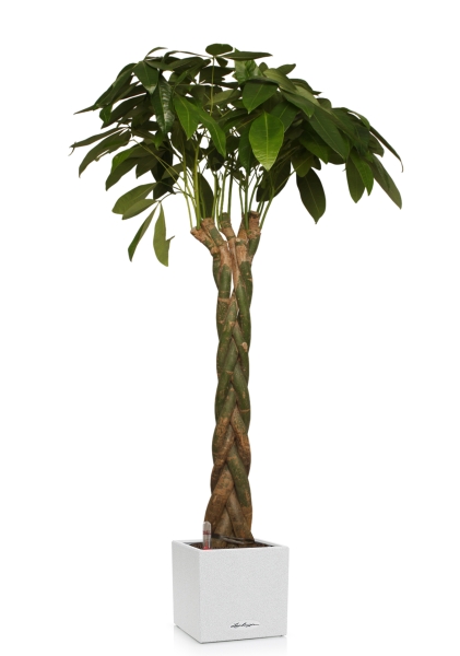 Пахира 27/170 см в CANTO STONE LOW 30