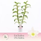 Дендробиум Nobile Apollon 2 ствола d12 см h50 см тип 2