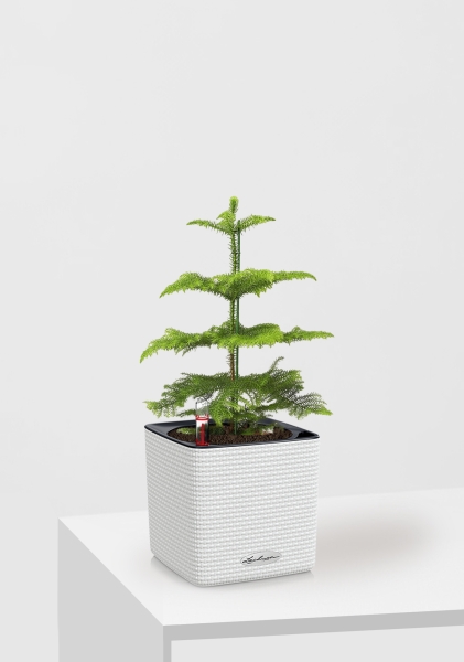 Араукария 1 ствол 10/30 см в CUBE COLOR 14