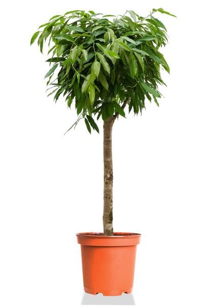 Фикус Амстел Кинг на штамбе 31/140 см Фикус Амстел Кинг на штамбе 31/140 см