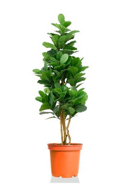 Фикус Лирата на стволе разветвленный d27 см h135 см