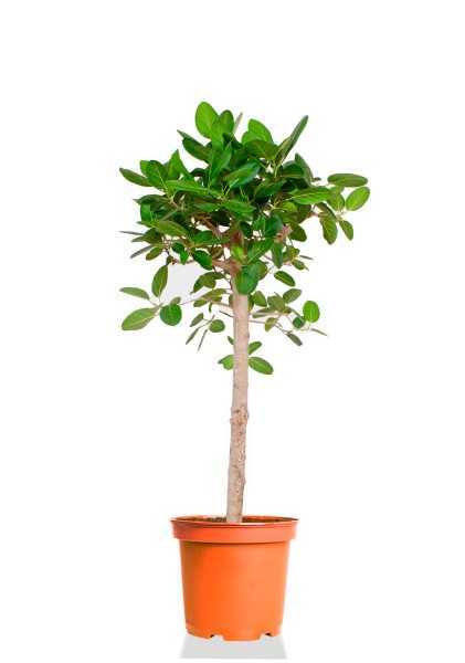 Фикус Бенгальский Одри на стволе d31 см h120 см