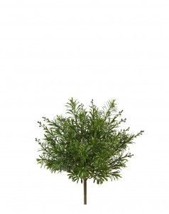 Кроссостефиум (Миллер) куст с фиолетовыми завязями