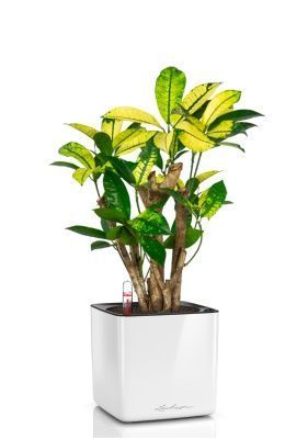 Кротон Миссис Айстон в CUBE GLOSSY 14, белый блестящий 