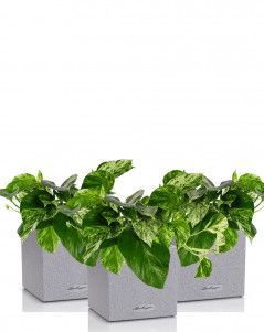 Набор сциндапсусов CANTO STONE 14 Набор сциндапсусов CANTO STONE 14