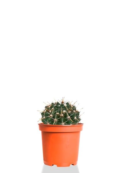 Кактус Нотокактус Субмаммулозус 10/20 см Кактус Нотокактус Субмаммулозус 10/20 см