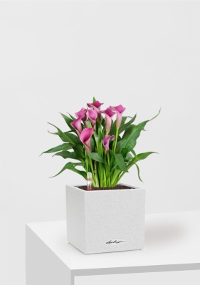 Калла микс 12/35 см в CANTO STONE 14, песочный белый